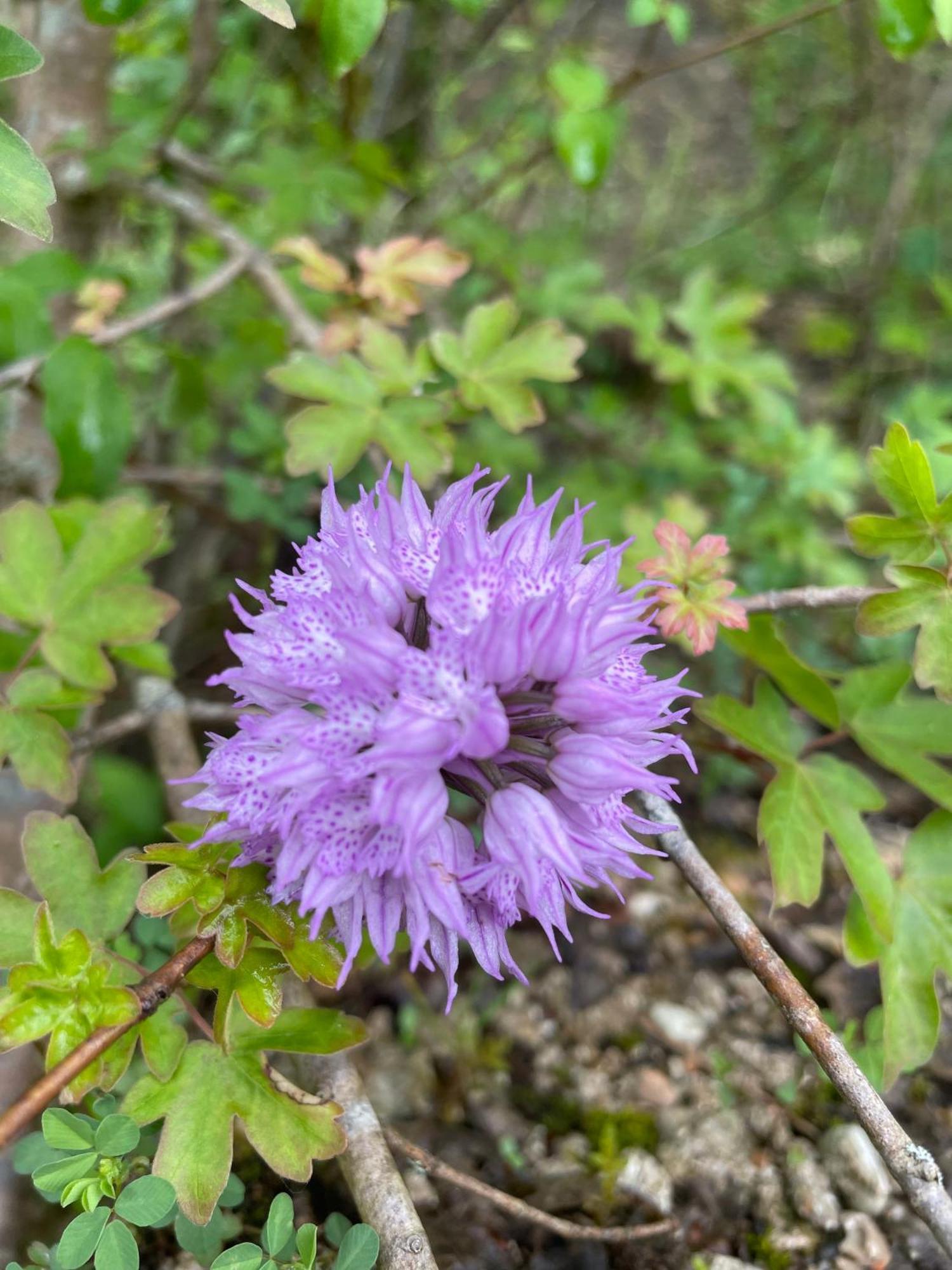 Cerqua Rosara Residence Valtopina Kültér fotó